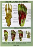 Die Anatomie Des Fusses Die Anatomie Des Fusses