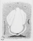 Die Paradoxale Malschule: Der Tierkreis - Waage (Postkarte) Die Paradoxale Malschule: Der Tierkreis - Waage (Postkarte)