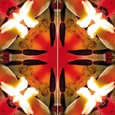Imagami-Schmetterling Feuertulpen Imagami-Schmetterling Feuertulpen