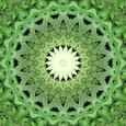 Imagami-Wasserwandler Cannabis, 10 cm Imagami-Wasserwandler Cannabis, 10 cm