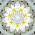 Imagami-Wasserwandler Tempelblume, 14 cm Imagami-Wasserwandler Tempelblume, 14 cm